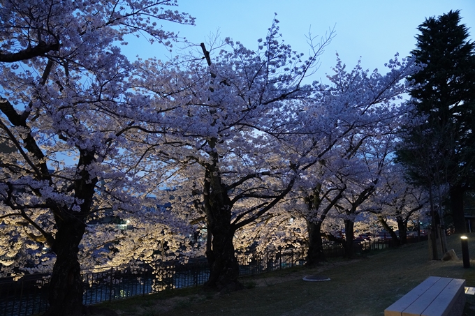 京都_桜_2020_37　岡崎疎水ライトアップ　No35