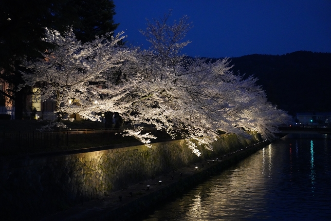 京都_桜_2020_37　岡崎疎水ライトアップ　No46