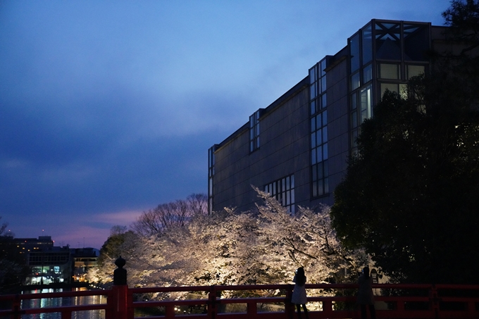 京都_桜_2020_37　岡崎疎水ライトアップ　No47