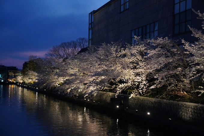 京都_桜_2020_37　岡崎疎水ライトアップ　No48