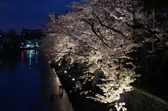 京都_桜_2020_37　岡崎疎水ライトアップ　No50