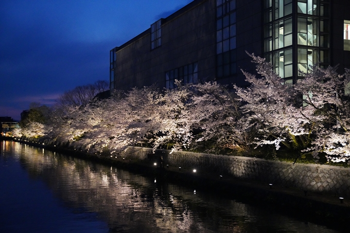 京都_桜_2020_37　岡崎疎水ライトアップ　No53