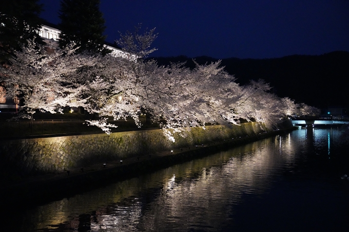 京都_桜_2020_37　岡崎疎水ライトアップ　No55