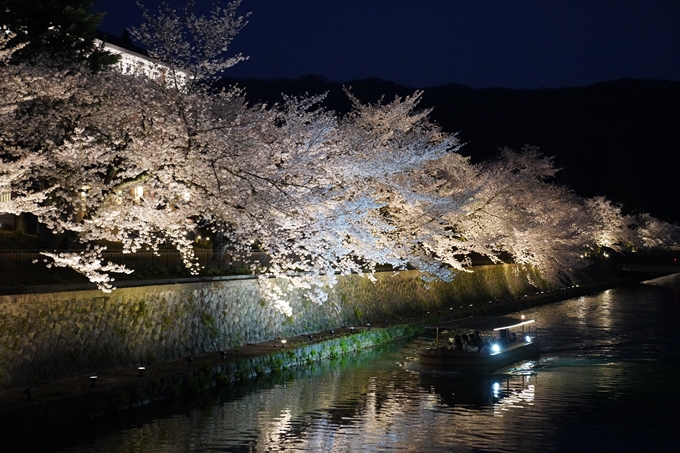 京都_桜_2020_37　岡崎疎水ライトアップ　No56