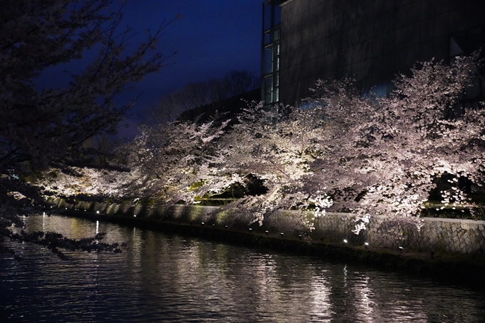 京都_桜_2020_37　岡崎疎水ライトアップ　No58