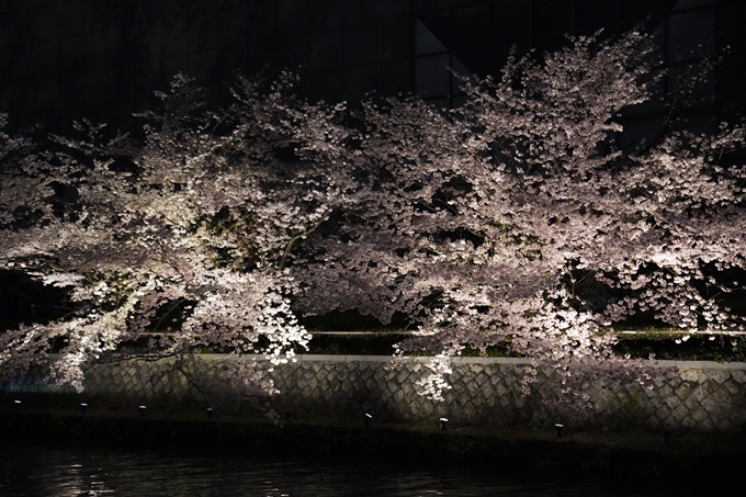 京都_桜_2020_37　岡崎疎水ライトアップ　No59