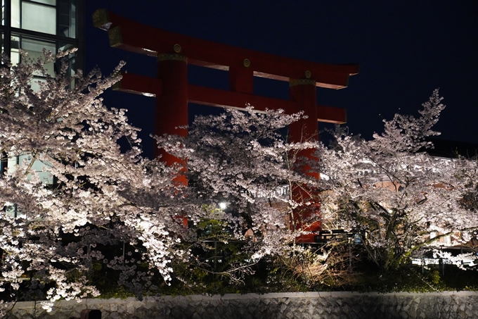 京都_桜_2020_37　岡崎疎水ライトアップ　No60