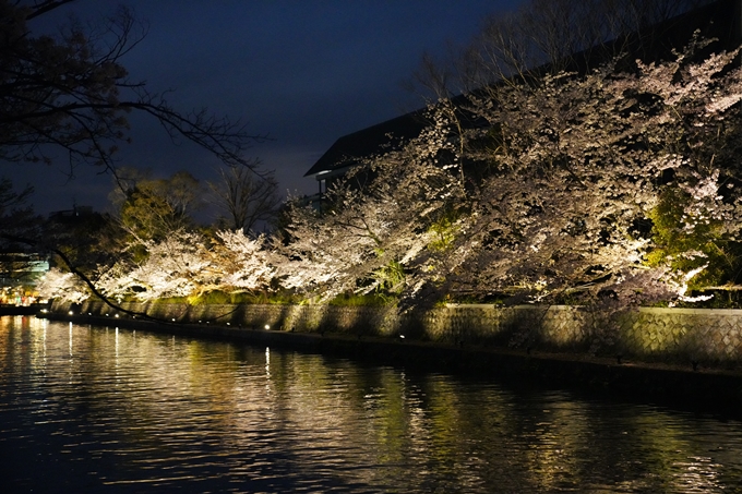 京都_桜_2020_37　岡崎疎水ライトアップ　No61