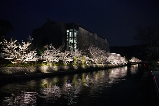 京都_桜_2020_37　岡崎疎水ライトアップ　No63