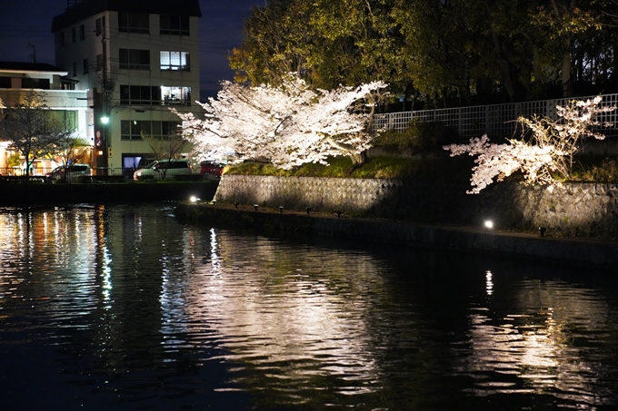 京都_桜_2020_37　岡崎疎水ライトアップ　No64