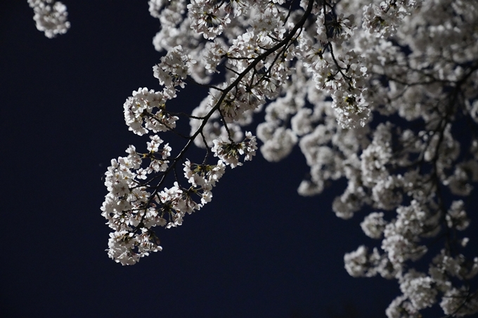 京都_桜_2020_37　岡崎疎水ライトアップ　No65