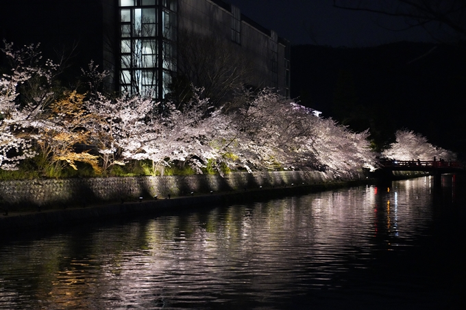 京都_桜_2020_37　岡崎疎水ライトアップ　No66