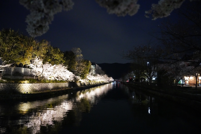 京都_桜_2020_37　岡崎疎水ライトアップ　No68