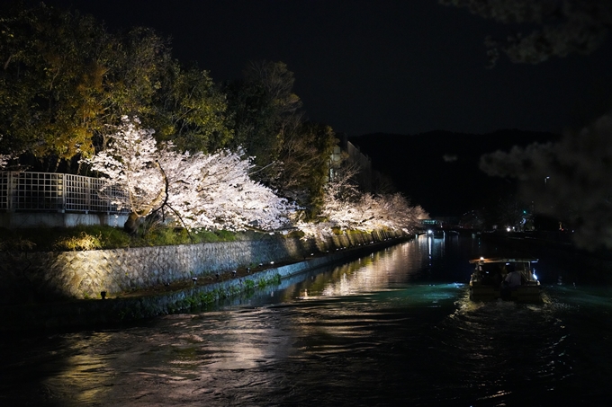 京都_桜_2020_37　岡崎疎水ライトアップ　No69