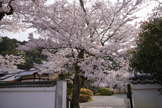 京都_桜_2020_40　毘沙門堂　No2