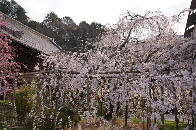 京都_桜_2020_40　毘沙門堂　No5