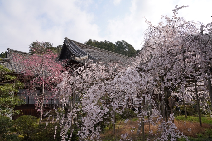 京都_桜_2020_40　毘沙門堂　No6