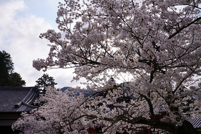 京都_桜_2020_40　毘沙門堂　No7