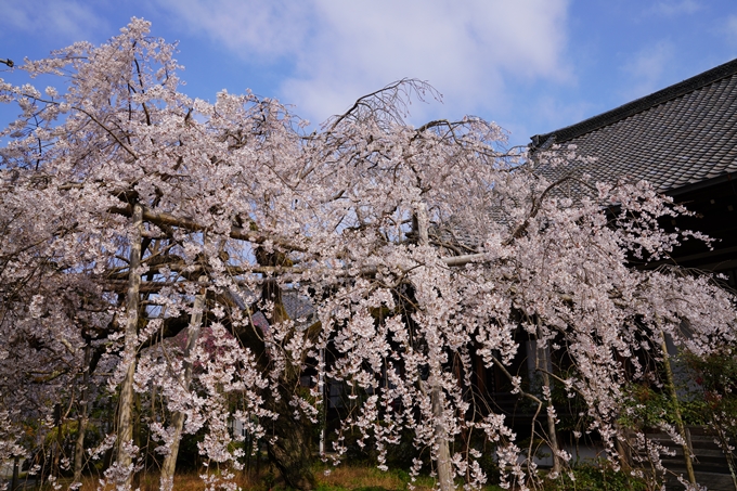 京都_桜_2020_40　毘沙門堂　No8