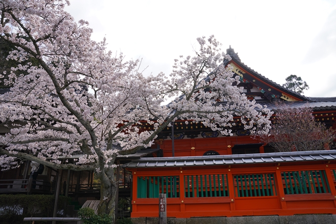 京都_桜_2020_40　毘沙門堂　No9