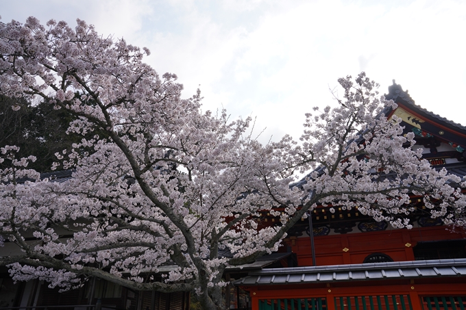 京都_桜_2020_40　毘沙門堂　No10