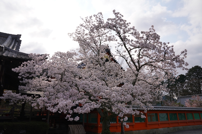 京都_桜_2020_40　毘沙門堂　No11