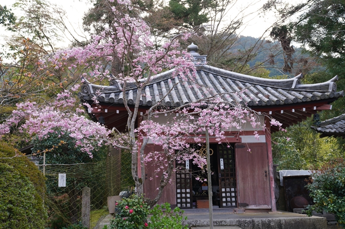 京都_桜_2020_40　毘沙門堂　No12