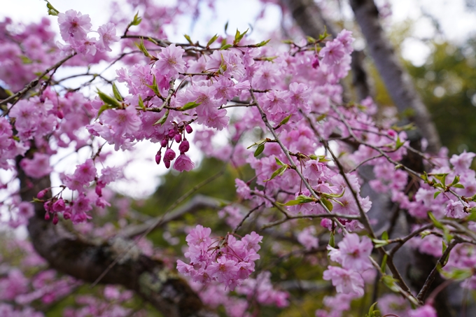 京都_桜_2020_40　毘沙門堂　No13