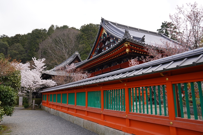 京都_桜_2020_40　毘沙門堂　No20