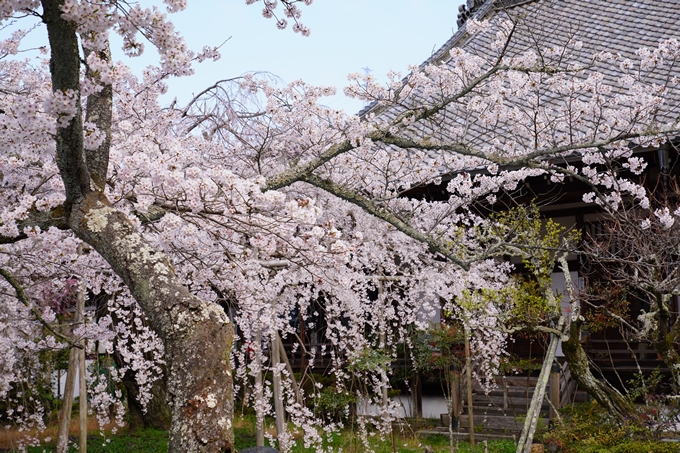 京都_桜_2020_40　毘沙門堂　No21