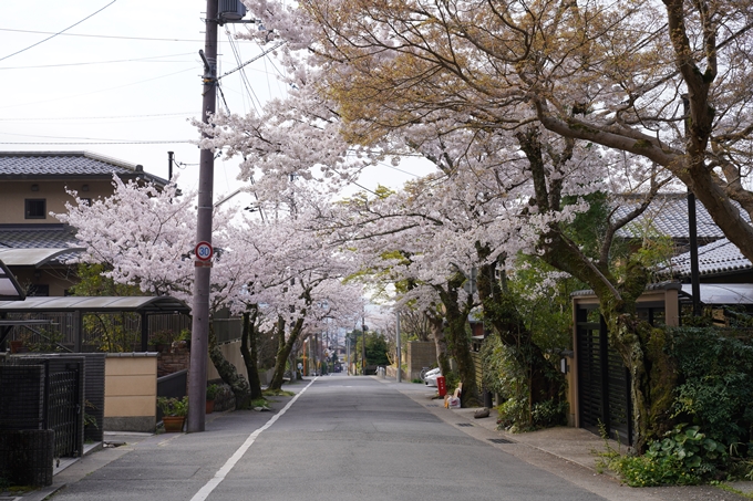 京都_桜_2020_41　No4