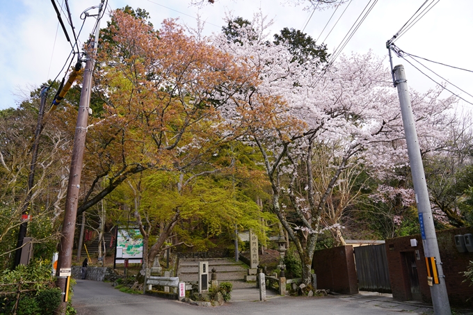 京都_桜_2020_41　No3