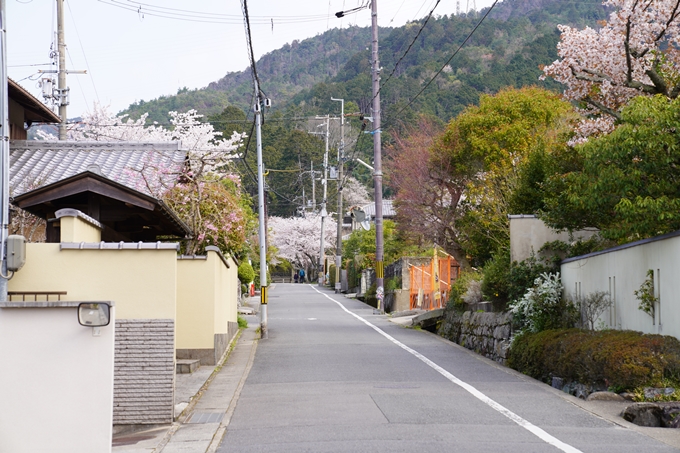 京都_桜_2020_41　No5