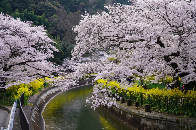 京都_桜_2020_41　No6