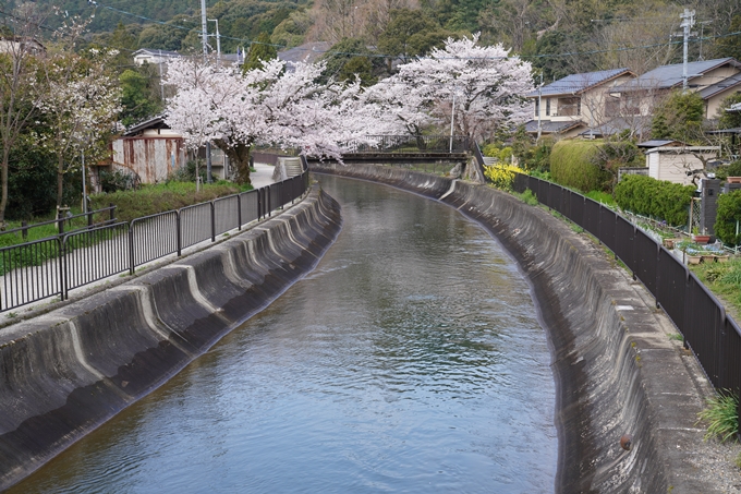 京都_桜_2020_41　No7