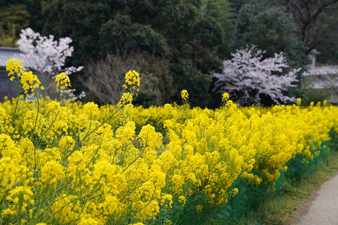 京都_桜_2020_41　No13