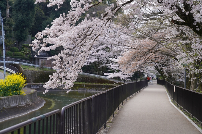 京都_桜_2020_41　No14