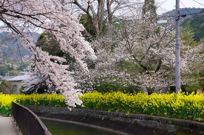 京都_桜_2020_41　No15