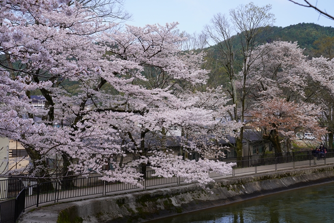 京都_桜_2020_41　No18