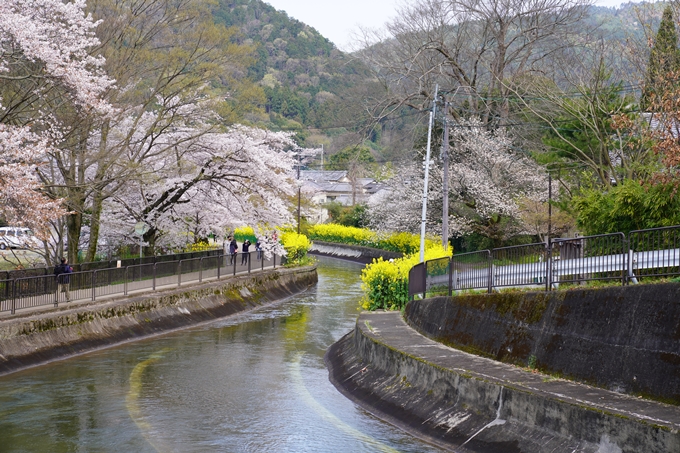 京都_桜_2020_41　No19