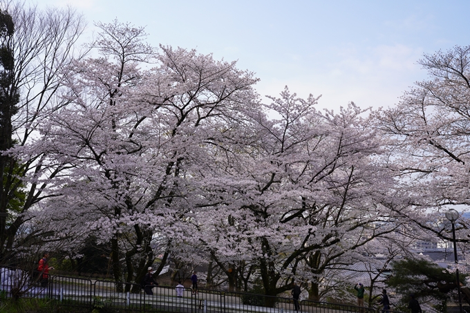 京都_桜_2020_41　No20