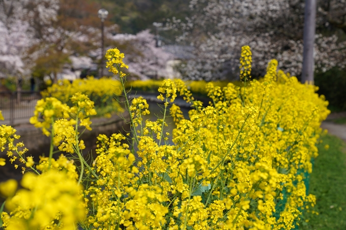 京都_桜_2020_41　No21