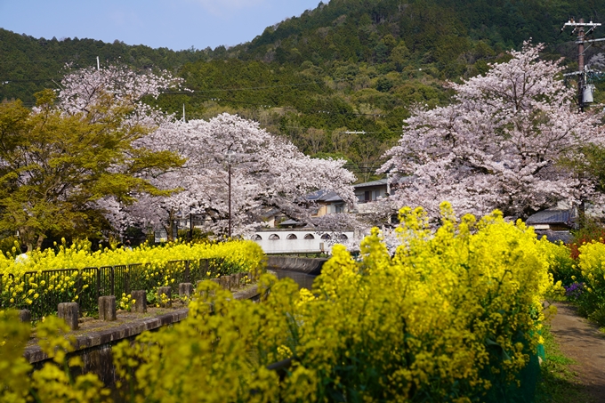 京都_桜_2020_41　No22