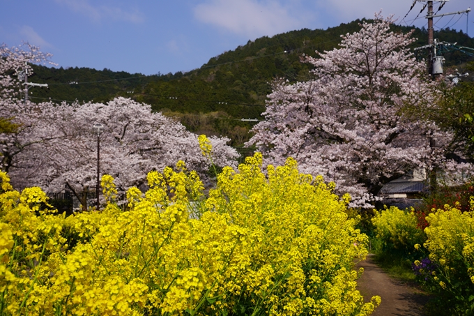 京都_桜_2020_41　No23