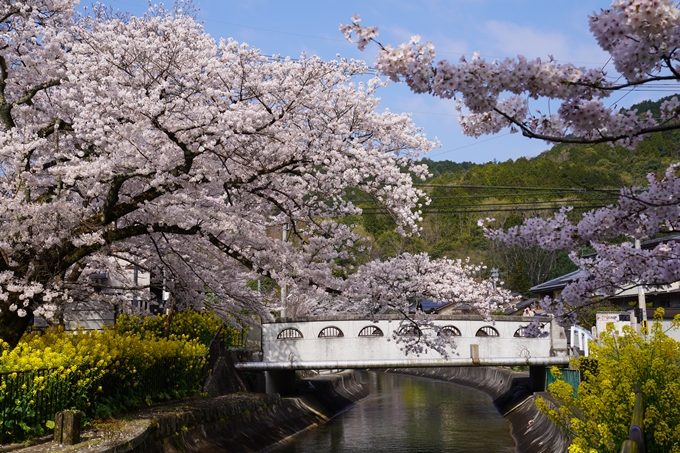 京都_桜_2020_41　No24