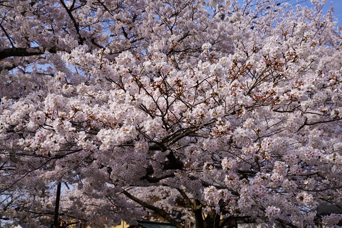 京都_桜_2020_41　No25