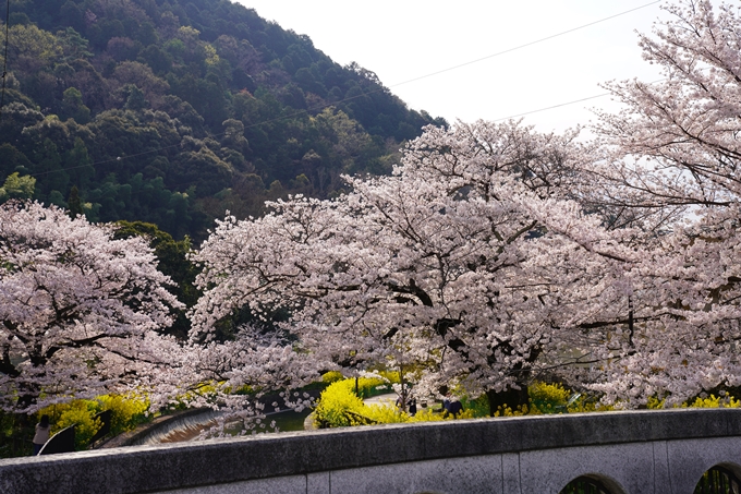 京都_桜_2020_41　No26