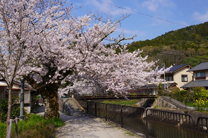 京都_桜_2020_41　No27