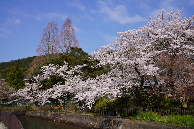 京都_桜_2020_41　No28