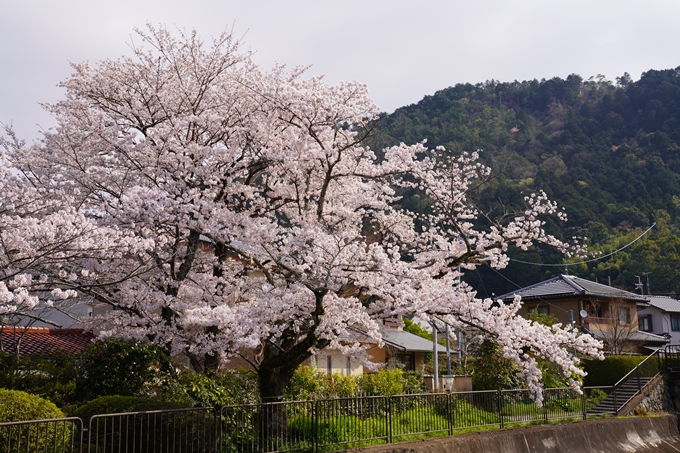 京都_桜_2020_41　No29